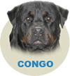 Congo Von Coutilarraca