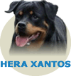 Hera Xantos Wa Von Rottssel