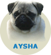 Aysha Rottssel